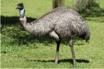 Emu standing in a field. 