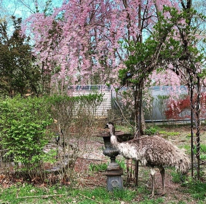 Emu stands in front of a bird feeder in a garden.